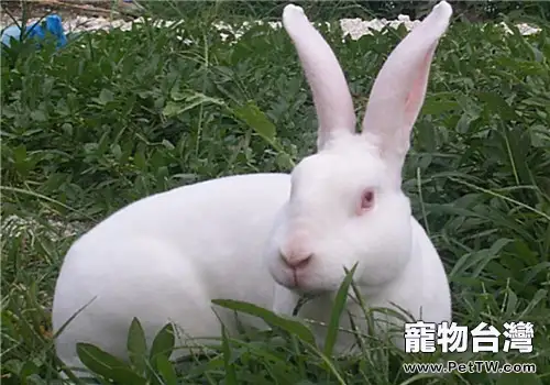 家庭飼養獺兔十禁忌