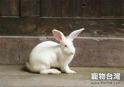 家兔配種需要注意哪些問題？