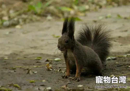 魔王松鼠簡介