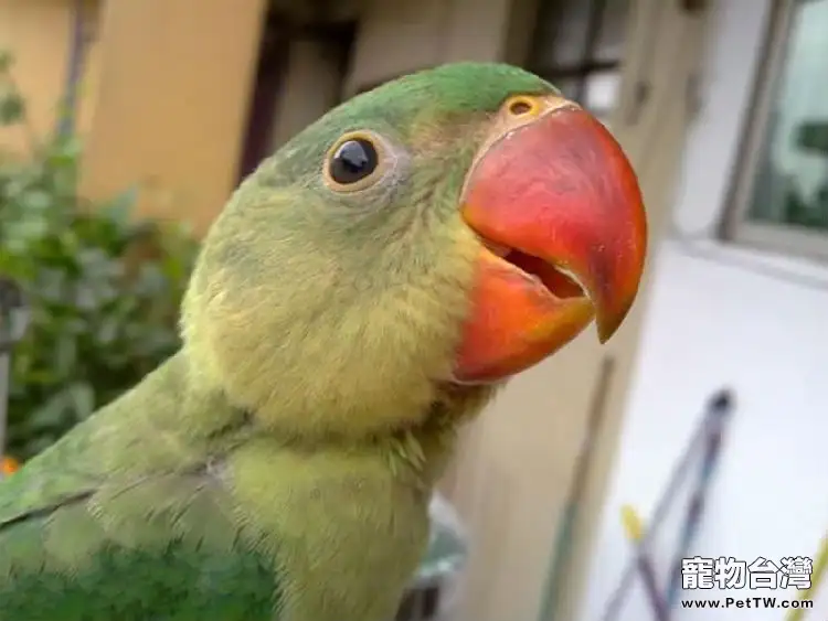 觀賞鳥的食性分類