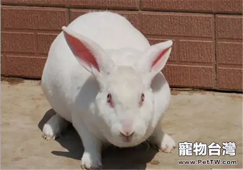 家兔夏季的營養調控方法