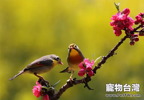 如何讓觀賞鳥平安度過換羽期