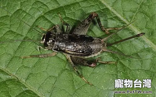 迷卡斗蟋的繁殖特點