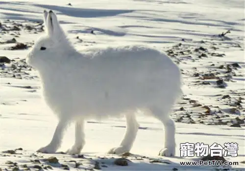 兔子冬天掉毛是怎麼回事（1圖）-寵物台灣