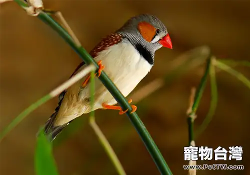 訓練觀賞鳥定點排便