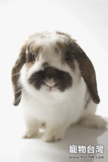 飼養兔子的好處有哪些（1圖）-寵物台灣