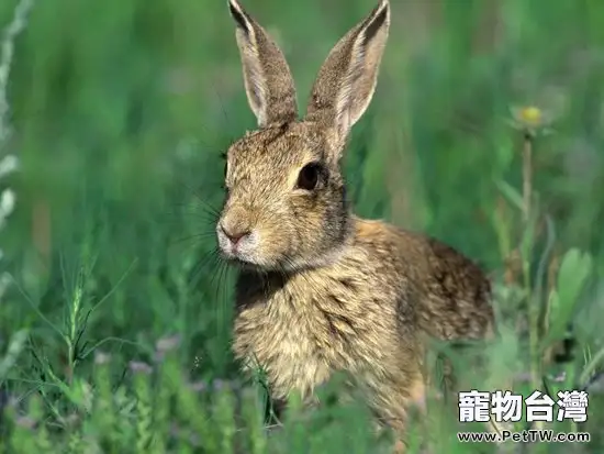 兔類常見的皮膚病及防治(1圖)-寵物台灣