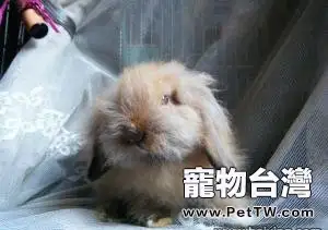 關於垂耳西施兔的歷史(1圖)-寵物台灣