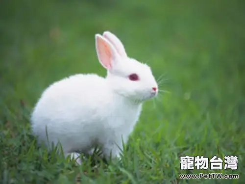 飼養短毛兔需要的用具