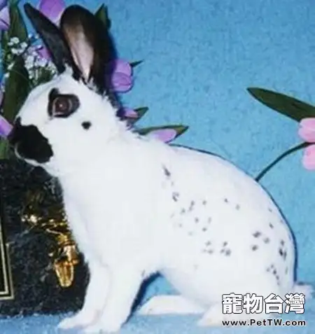 大麥丁兔品種簡介