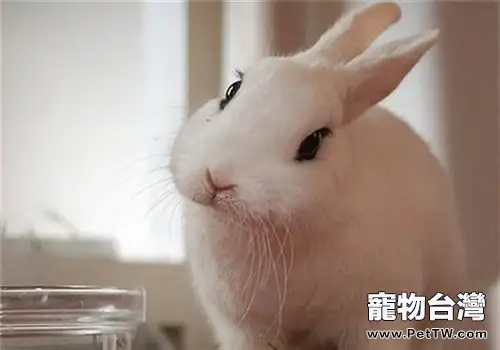 初養寵物兔必讀的養兔知識