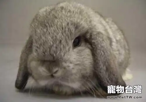 寵物兔和家兔的區別