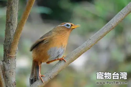 馴養畫眉鳥的三個過程