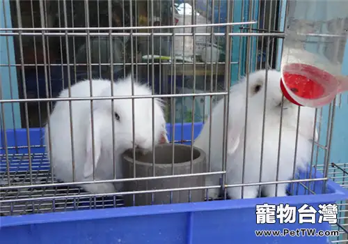 教你挑選寵物兔（1圖）-寵物台灣