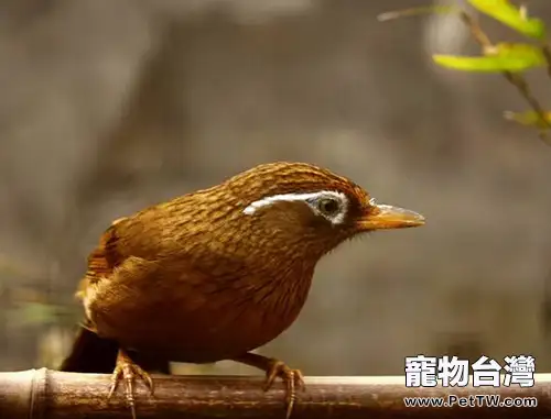 畫眉鳥的挑選注意事項(1圖)-寵物台灣