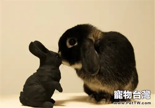 兔子為什麼會啃咬腳趾？