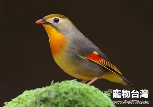 紅嘴相思鳥飼養小妙招(1圖)-寵物台灣
