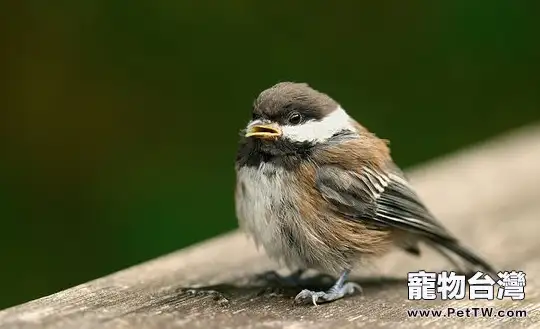 鳥繁殖期的飼料該怎麼配製