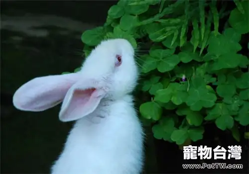 兔子可以吃花生嗎