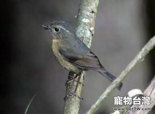 觀賞鳥常見三種疾病簡介