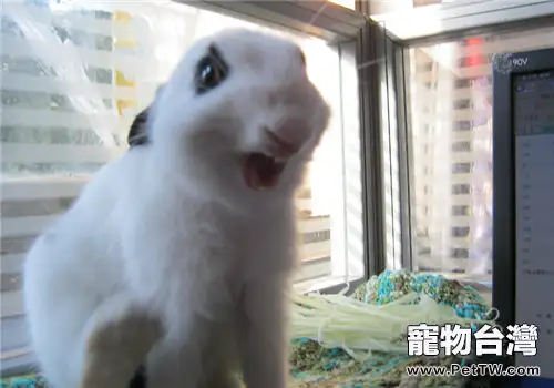 兔子吃紙是怎麼回事