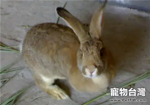 籠養塞北兔的方法及注意事項