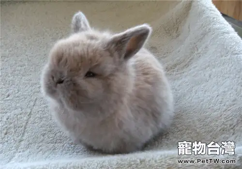 兔子可以用乾洗粉嗎？