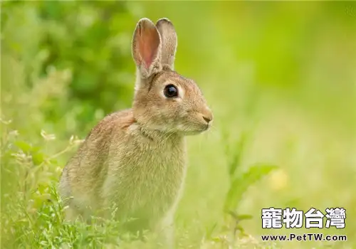 兔子值得人們學習的八個行為心理