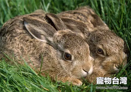 家兔飼料的攪拌技術