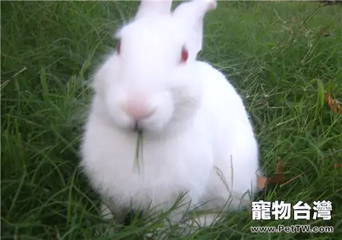 如何治療兔子的異食癖(1圖)-寵物台灣