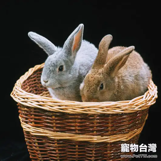春天養兔子要注意哪些疾病