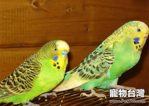 如何訓練鸚鵡學說話(1圖)-寵物台灣
