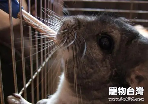 家庭飼養龍貓的注意事項