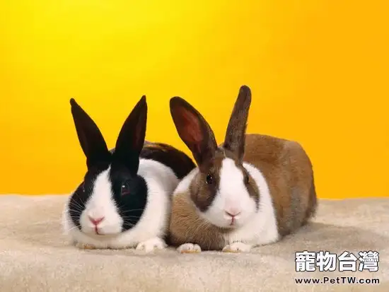 天氣漸暖時兔兔需要注意什麼