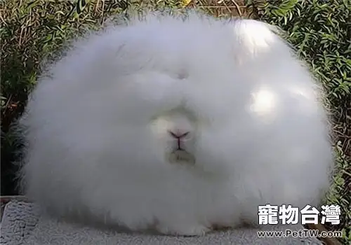 夏天兔子需要剃毛嗎？