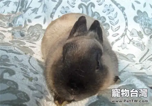 提高塞北兔仔兔成活率的措施(1圖)-寵物台灣