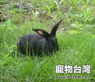 關於蓮山黑兔的繁育技術