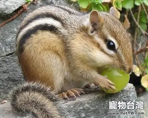 松鼠肺炎的症狀及防治