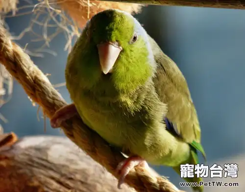 太平洋鸚鵡的飼養方法