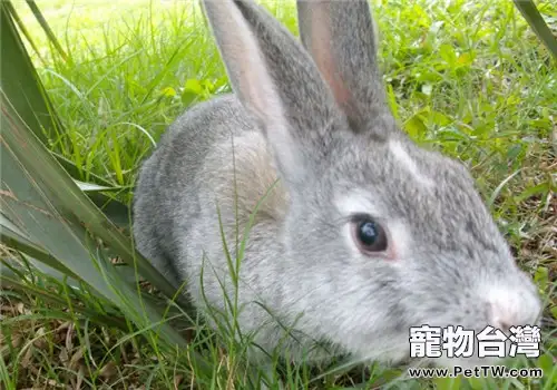 家養兔兔的八個注意事項