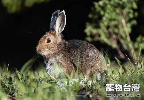 野兔快速繁養的技術要點