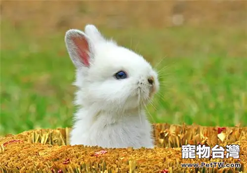 兔子不同時期的飼料配方建議(1圖)-寵物台灣