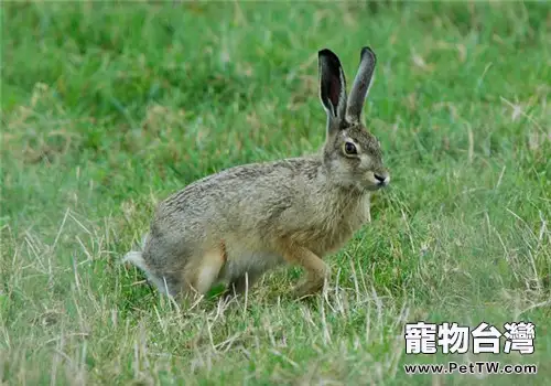 十種兔子可用食材的藥物作用