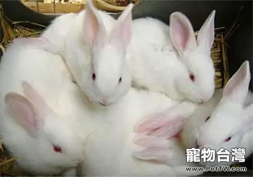 新西蘭兔球蟲病的防治方法