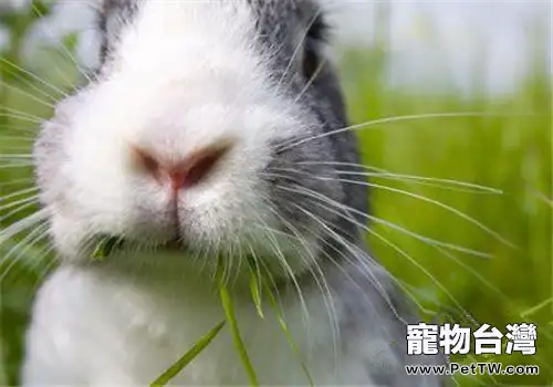 家兔常見的中毒病症及防治措施(1圖)-寵物台灣