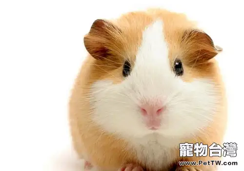 倉鼠咬籠子怎麼辦