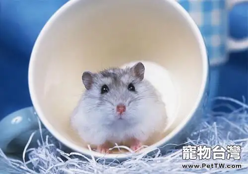 倉鼠要不要剪指甲