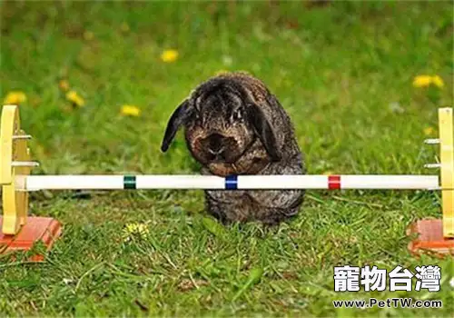 訓練兔子的兩個「不能」