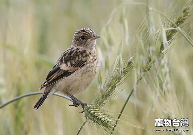 挑選健康百靈鳥的小妙招