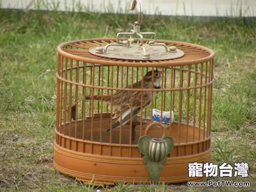 如何挑選百靈鳥鳥籠